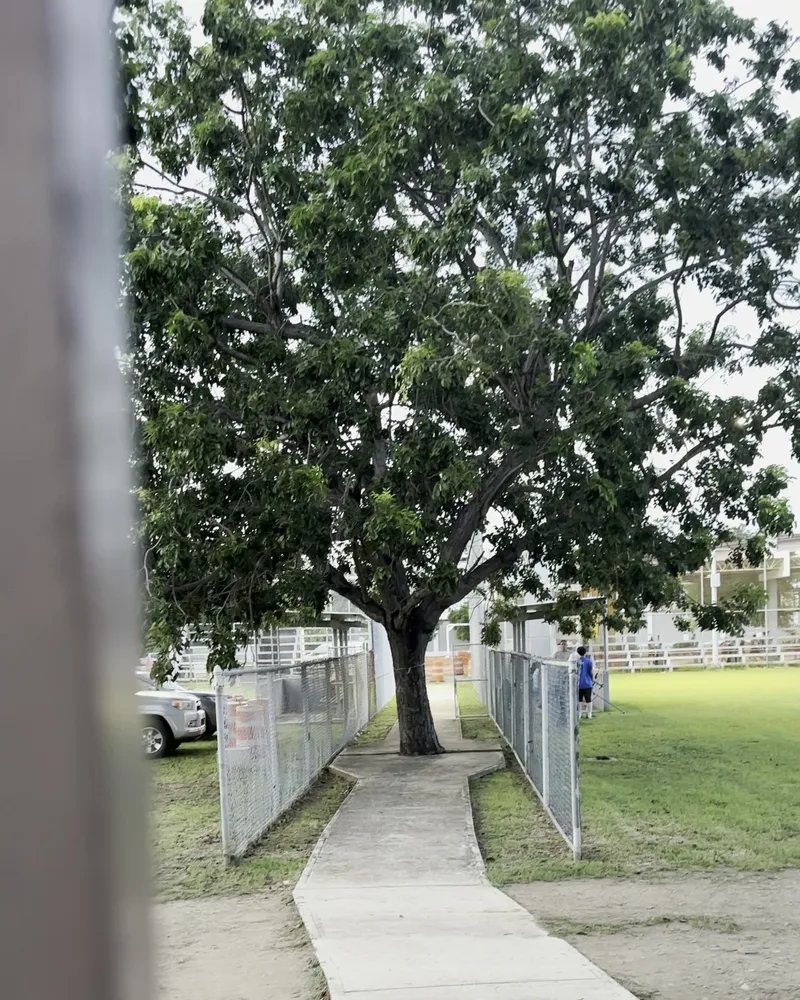 Walking path through the Ponce community sports grounds